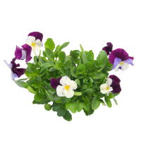 Viola PNG