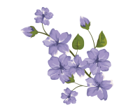 Viola PNG