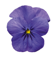 Viola PNG