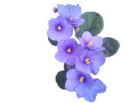 Viola PNG