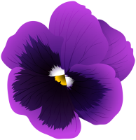 Viola PNG