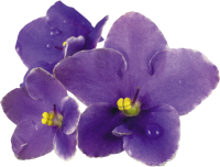 Viola PNG