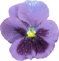 Viola PNG