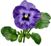 Viola PNG