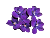 Viola PNG