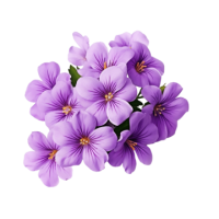 Viola PNG