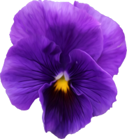 Viola PNG