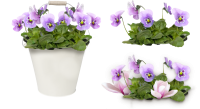 Viola PNG flowers