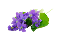 Viola PNG