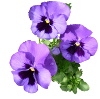 Viola PNG