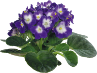 Viola PNG