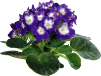 Viola PNG picture