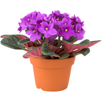 Viola PNG flower image