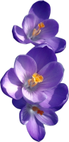 Viola flower PNG