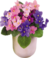 Viola PNG flower