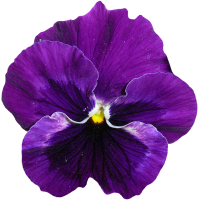 Viola PNG image