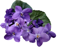 Viola PNG