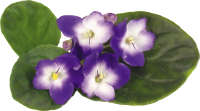 Viola PNG