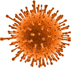 virus herpesvirus pngimg bio
