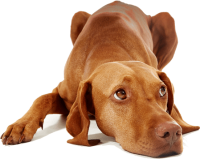 Vizsla dog PNG