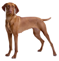 Vizsla dog PNG