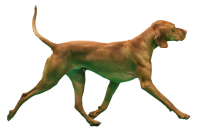Vizsla dog PNG