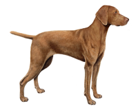 Vizsla dog PNG