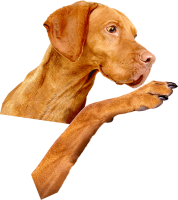Vizsla dog PNG