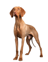 Vizsla dog PNG