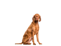Vizsla dog PNG