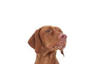 Vizsla dog PNG