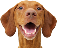 Vizsla dog PNG