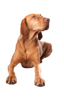 Vizsla dog PNG