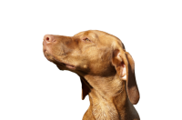 Vizsla dog PNG