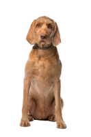 Vizsla dog PNG