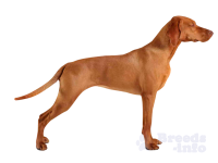 Vizsla dog PNG