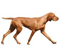 Vizsla dog PNG