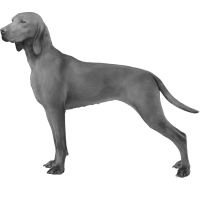 Vizsla dog PNG