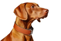 Vizsla dog PNG