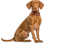 Vizsla dog PNG