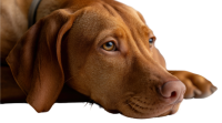 Vizsla dog PNG