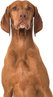 Vizsla dog PNG