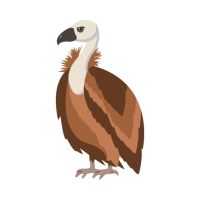 Vulture PNG