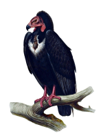 Vulture PNG