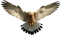 Vulture PNG