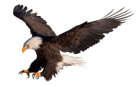 Vulture PNG