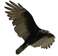 Vulture PNG