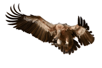 Vulture PNG