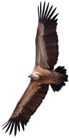 Vulture PNG