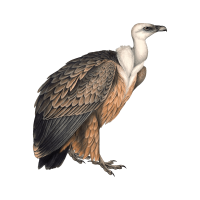 Vulture PNG